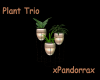 Plant Trio