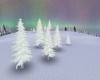 Winter Auroras