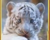 White Tiger Baby Picture
