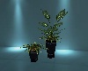 Black Vase Plant Set