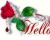 hello with rose