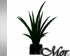 -Mor- Dark Palm