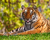 Tiger sticks tongue out