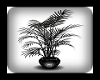 Palm Plant black