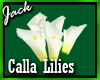Vase of Calla Lilies