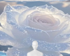 Pretty two toned rose bg