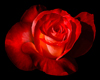 Red Rose 3D