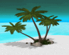 Palm Tree,