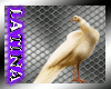 [ML]White Peacock