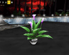 [AQ]  Bonsai lily