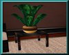 Carins Plant w/table