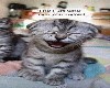 ~VP~ Laughing Cat