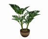 Sweet Home Plant