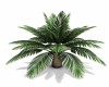 Animated Palm Tree