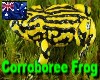 Frog *Corroboree *Aus