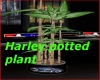 Harley Potted Plant