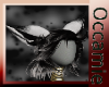 Conquest  Black Ears