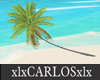 xlx CoCo Palm Tree