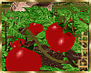 [Efr] Tomatoes Plants