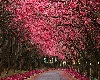 Pink Flower Tree Pathway