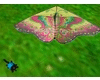 Animated Kite Butterfly2