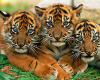 The Tiger Cubs