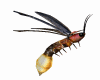 FireFly