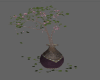 Z}Romantic  Plants