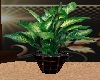 Tropicsnow Plant