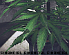 Home Grown Marijuana.1
