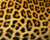 Radio Cheetah