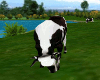 Lively Cow animated (DD)