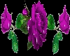 purple Roses
