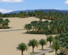 Oasis
