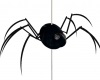 RedBackSpider