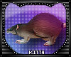 Kittys Rat @w@