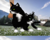 black cats animated
