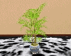 Willow Leaf Plant