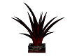 Black Rose Palm