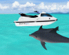 Jet ski with dolphins