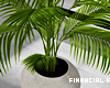 Medium Pot Palm v2