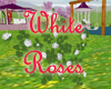 Roses - White Roses