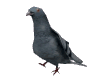 My Pet Pigeon!!!