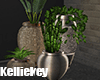house plants