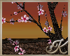 Japans Cherry Blossom
