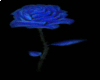 blue rose...