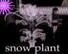SNOW PLANT