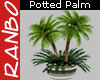 *R* Potted Palms Plant