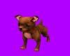 (H2) BROWN CHIHUAHUA