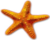 Dance Marker - Starfish